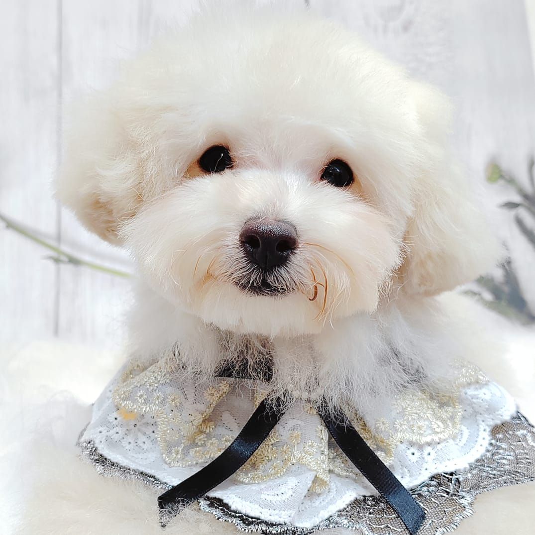 Bichonpoo 泰迪熊