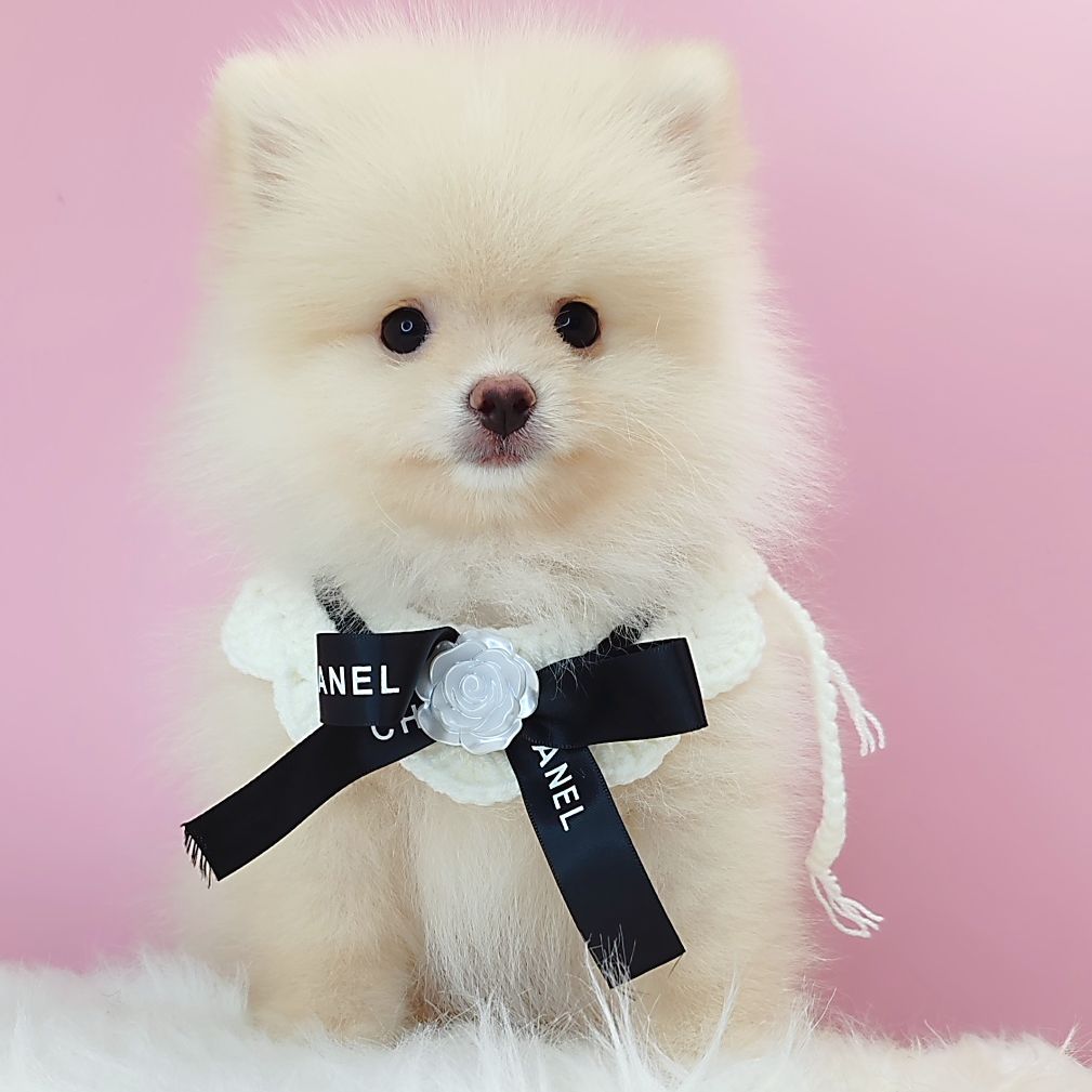 Pomeranian 博美