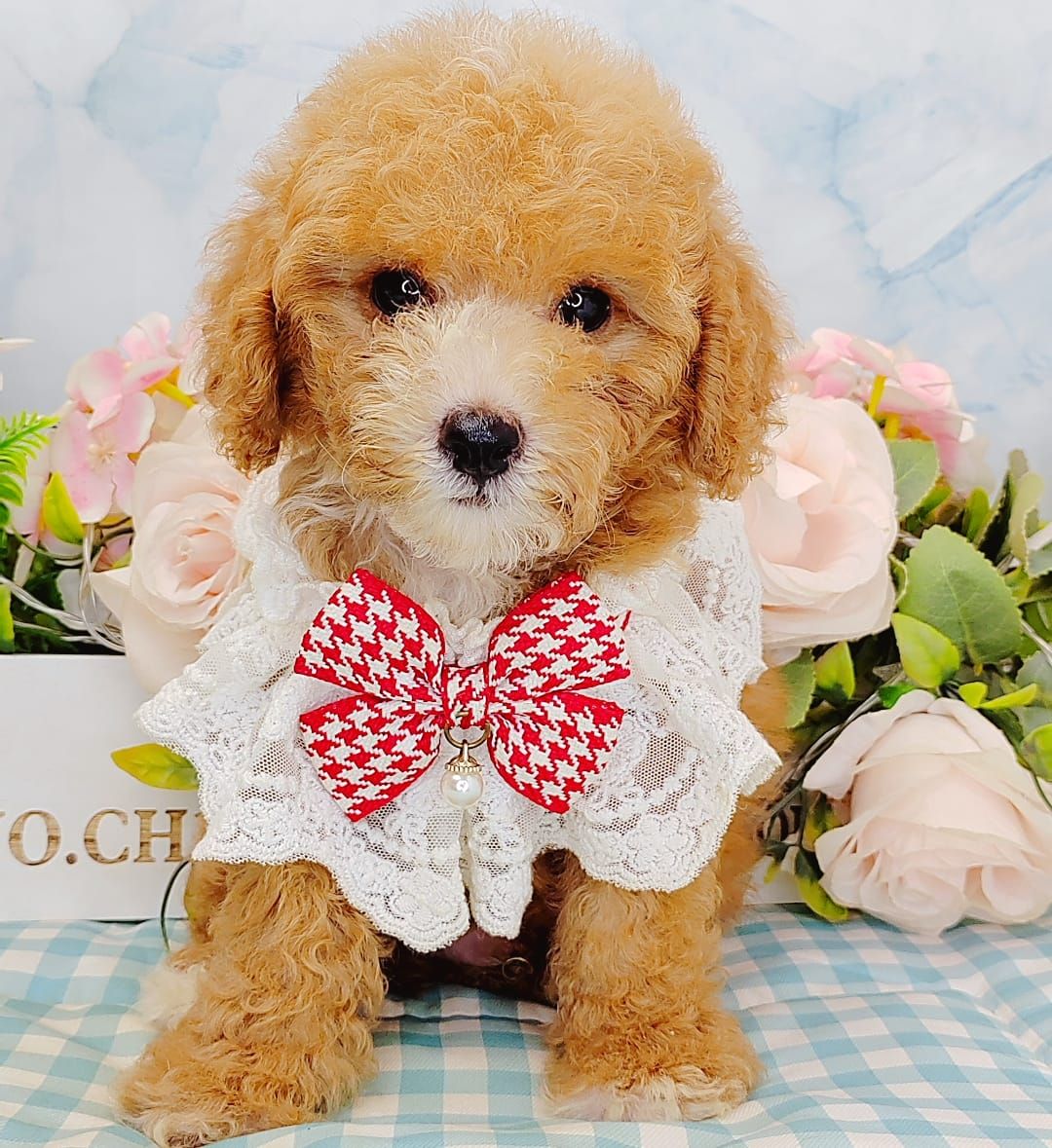  Poodle 娉拌开璐靛