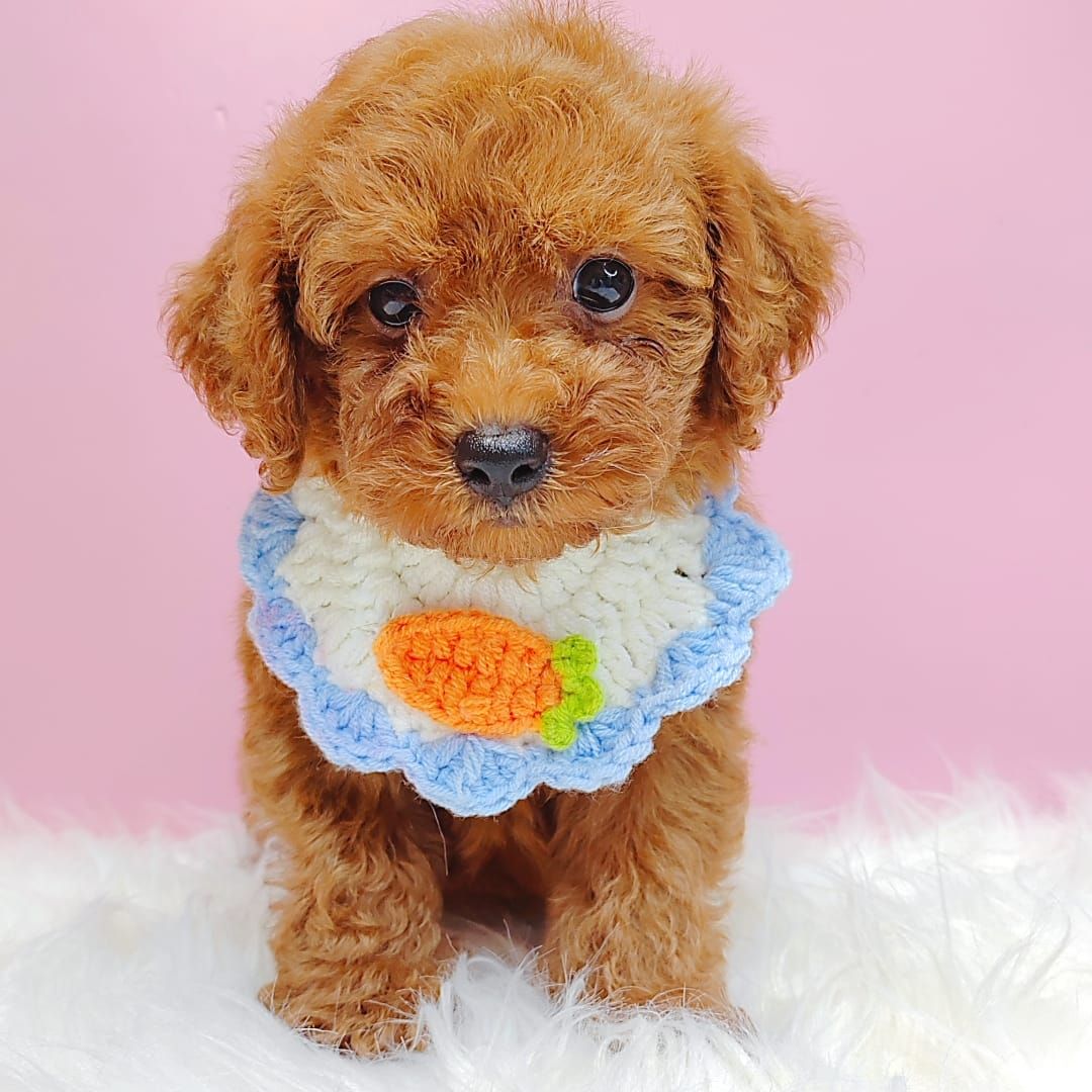 Poodle 娉拌开璐靛