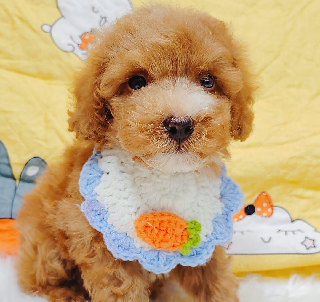 Poodle 璐靛娉拌开