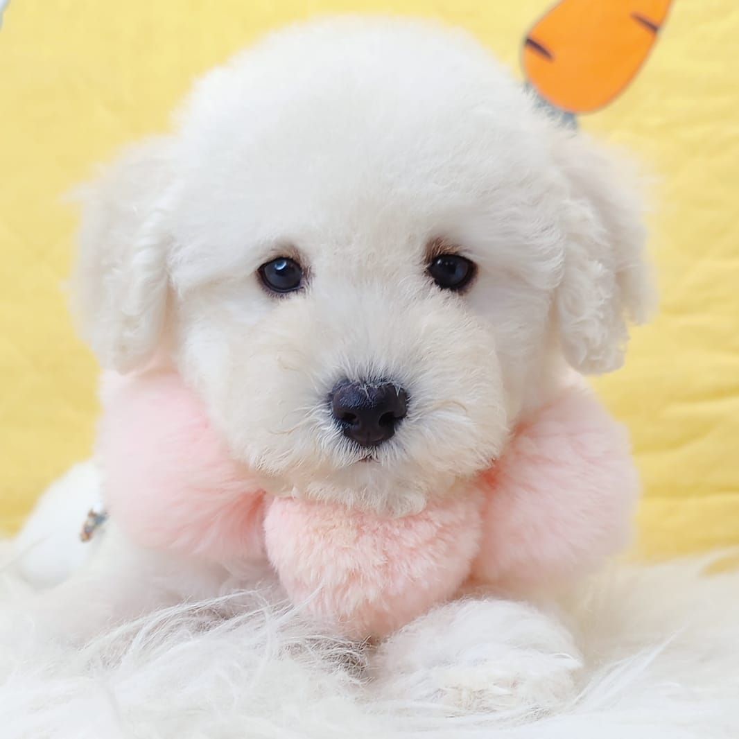 Poodle 娉拌开璐靛