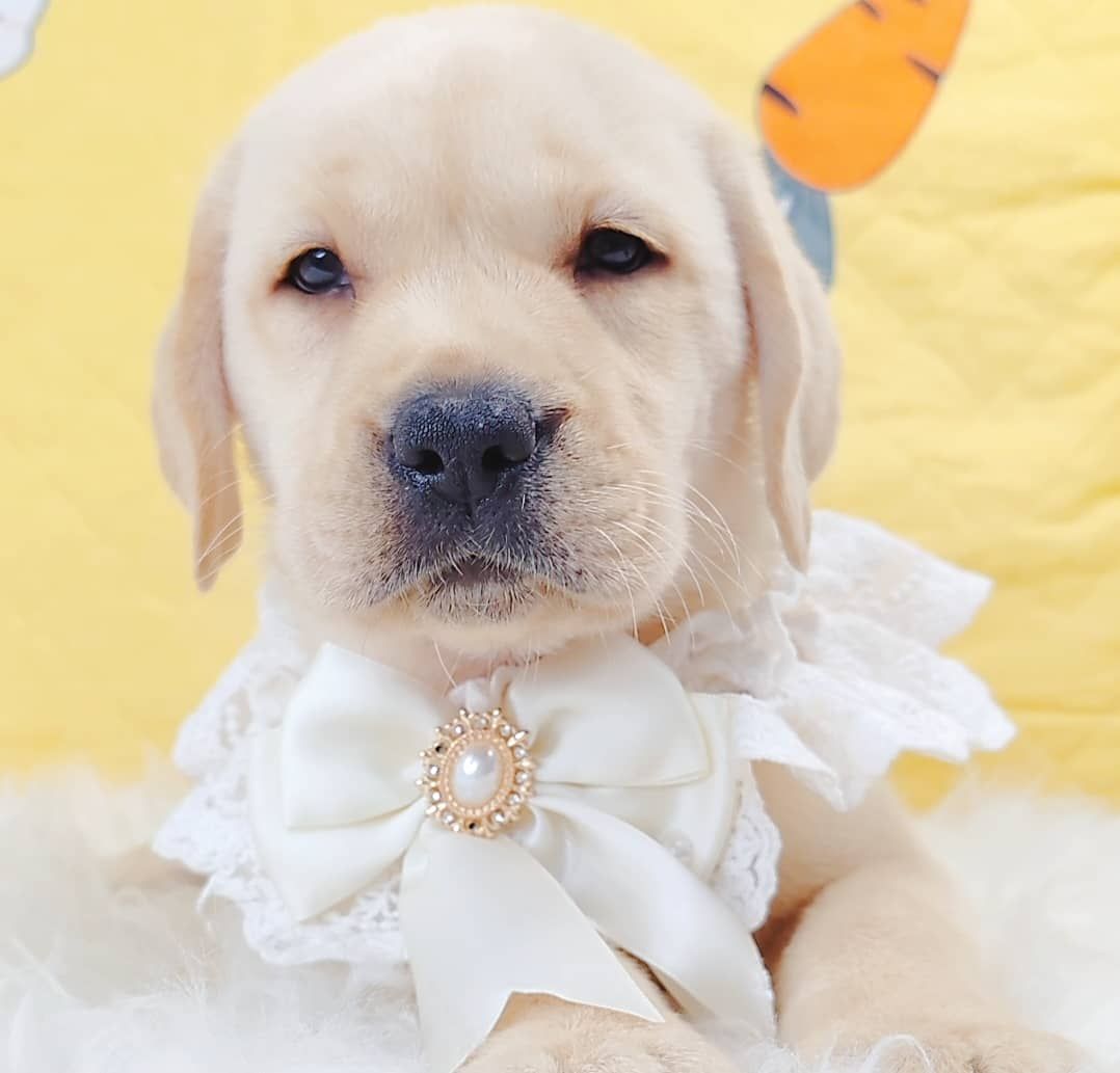 Labrador Retriever 拉布拉多
