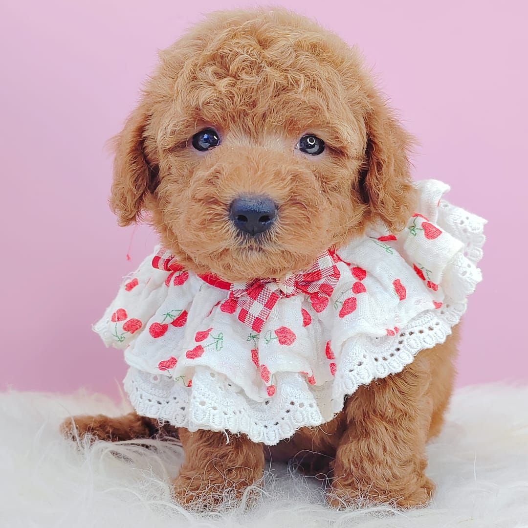 Poodle 娉拌开璐靛