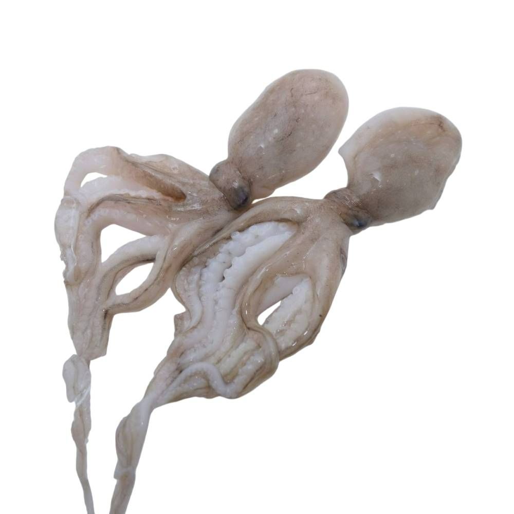 Frozen Octopus