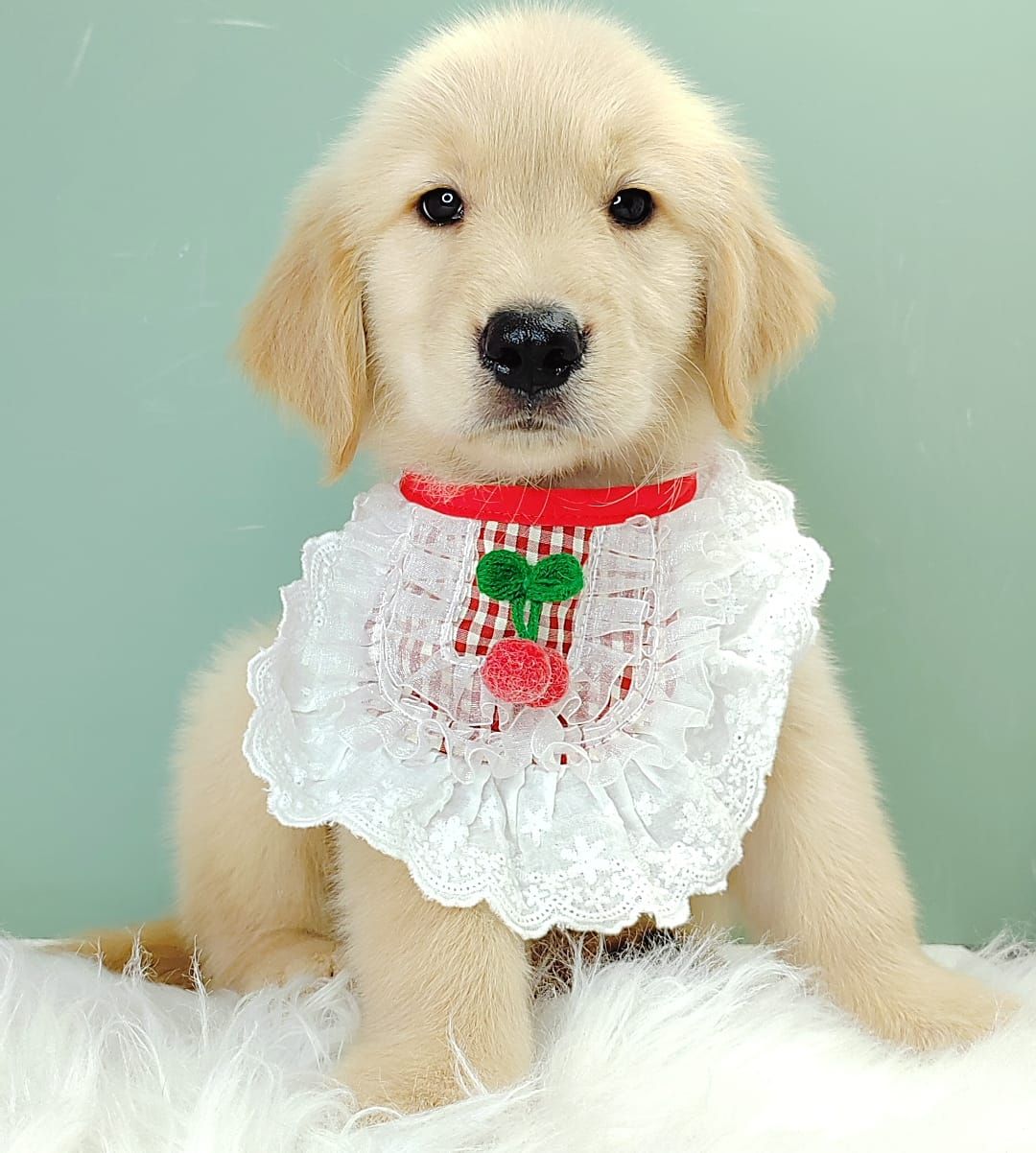 Golden Retriever 黄金猎犬