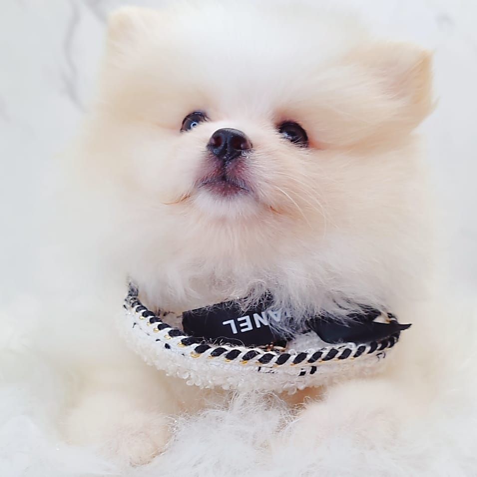 Pomeranian 博美