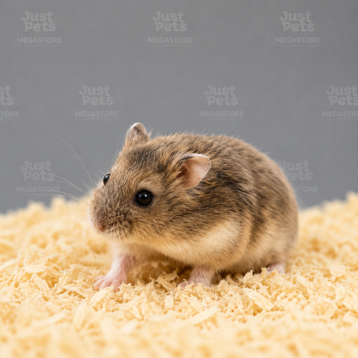 ROBOROVSKI AGOUTI