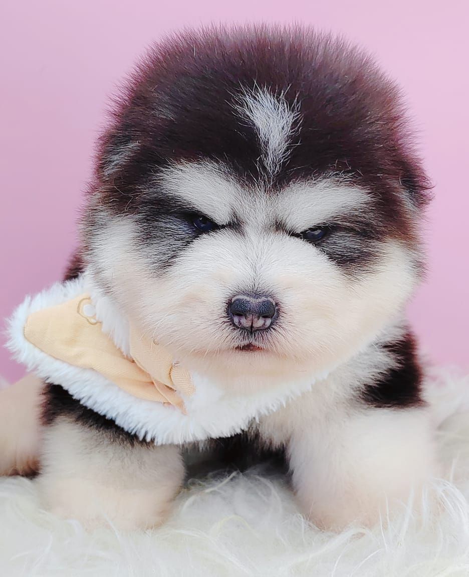Wooly Alaskan 长毛哈士奇
