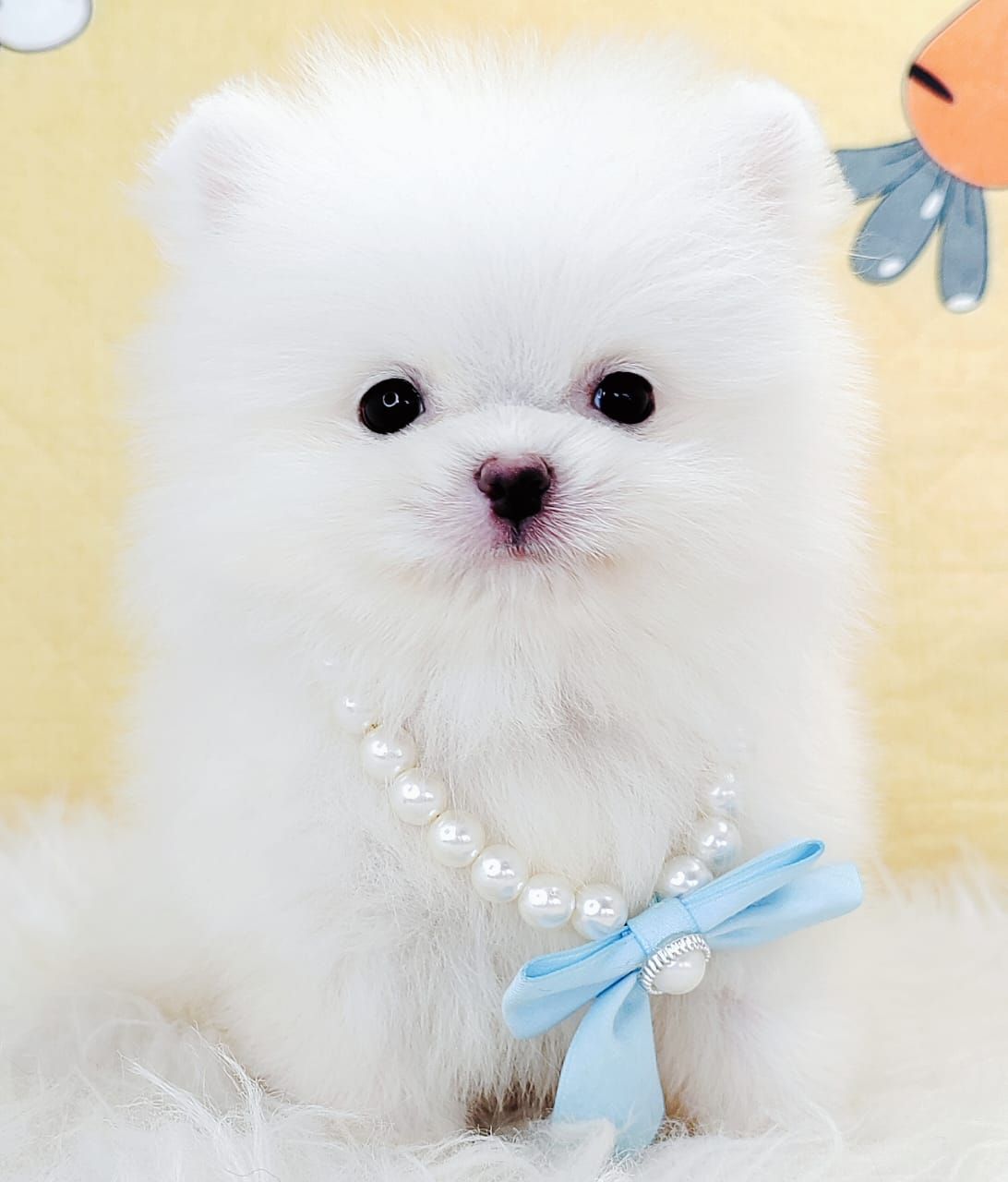 Pomeranian 博美