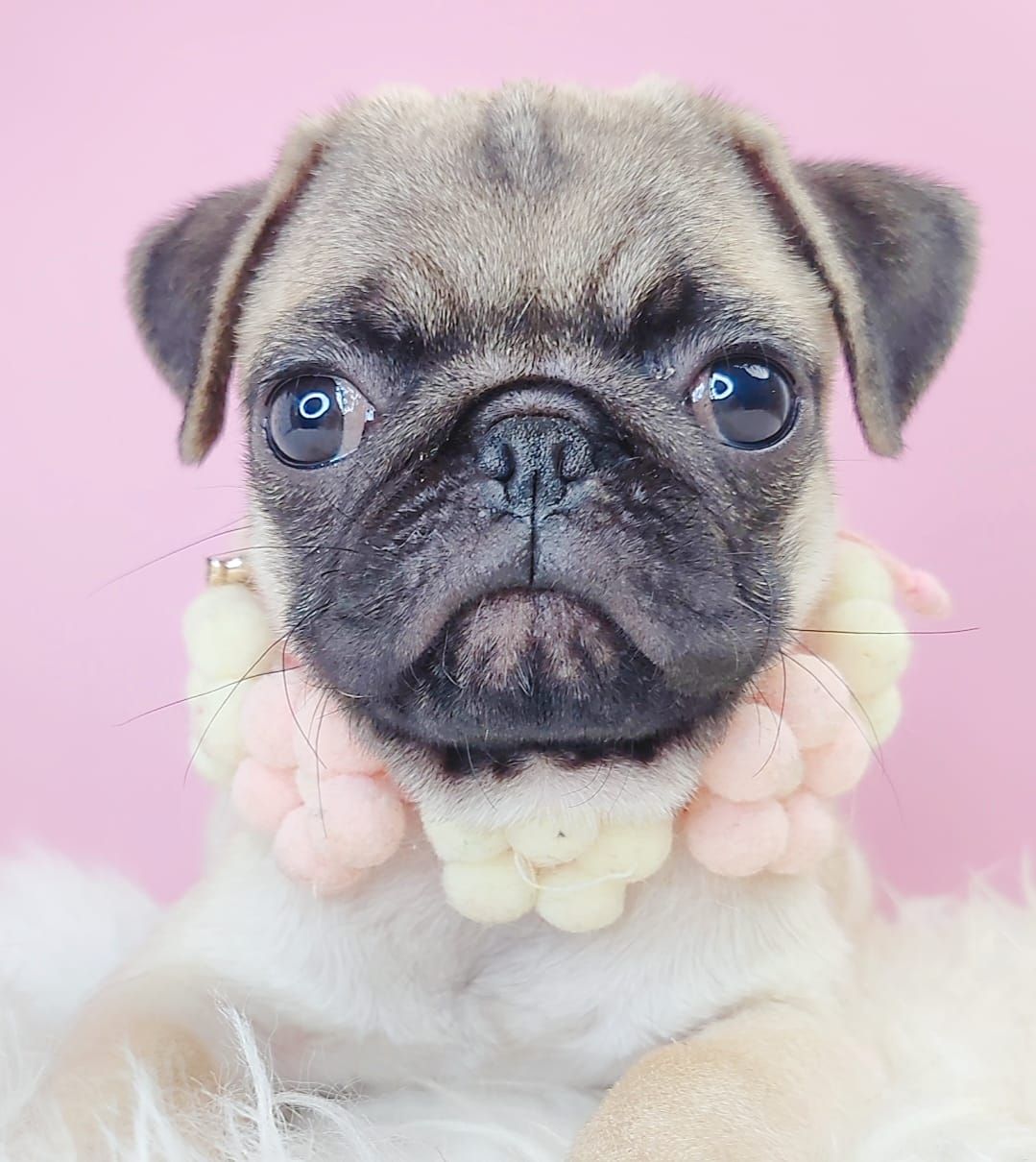 Pug 巴哥