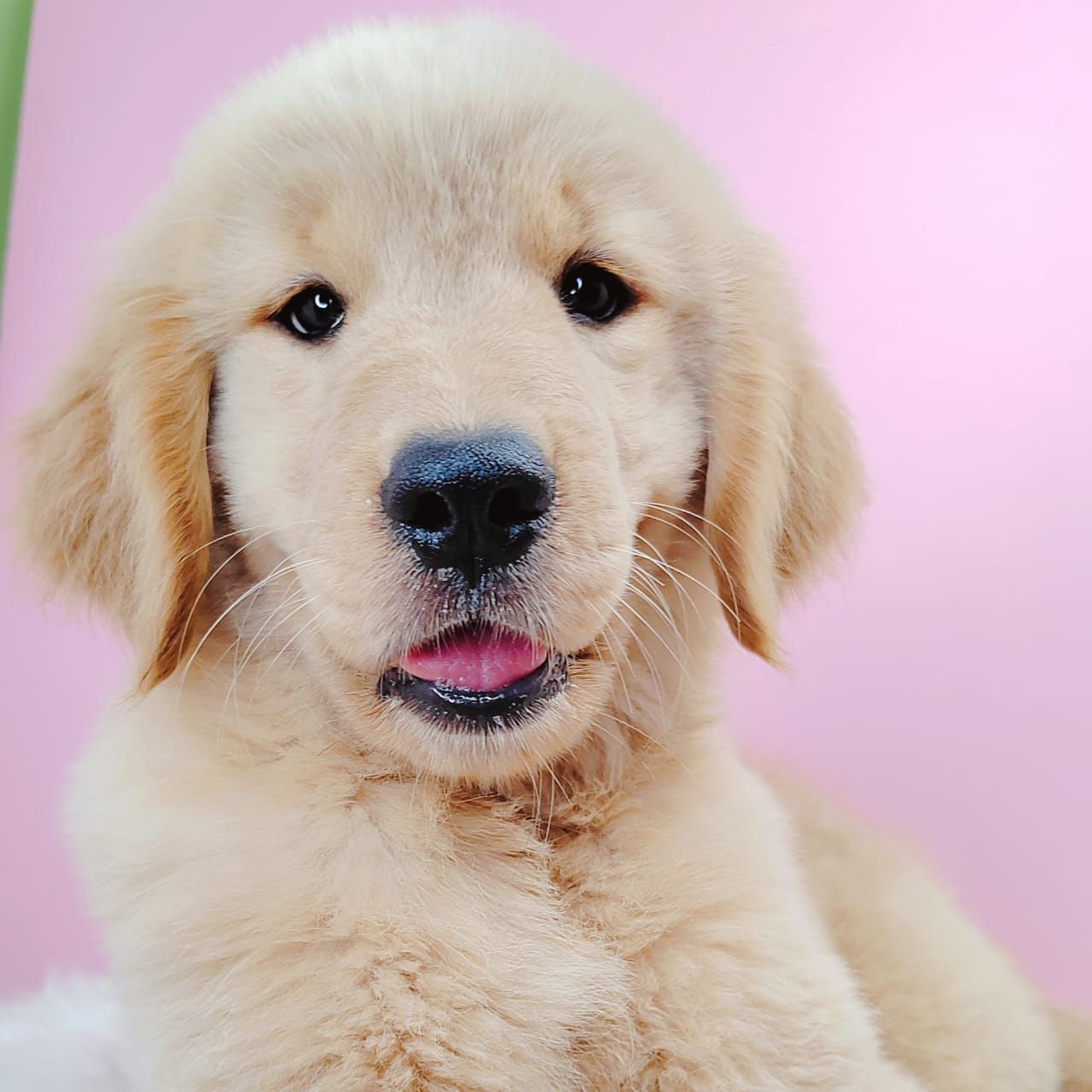 Golden Retriever 黄金猎犬