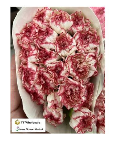 Buy Fresh Carnation Flowers – Available in Multiple Colors & Bouquets