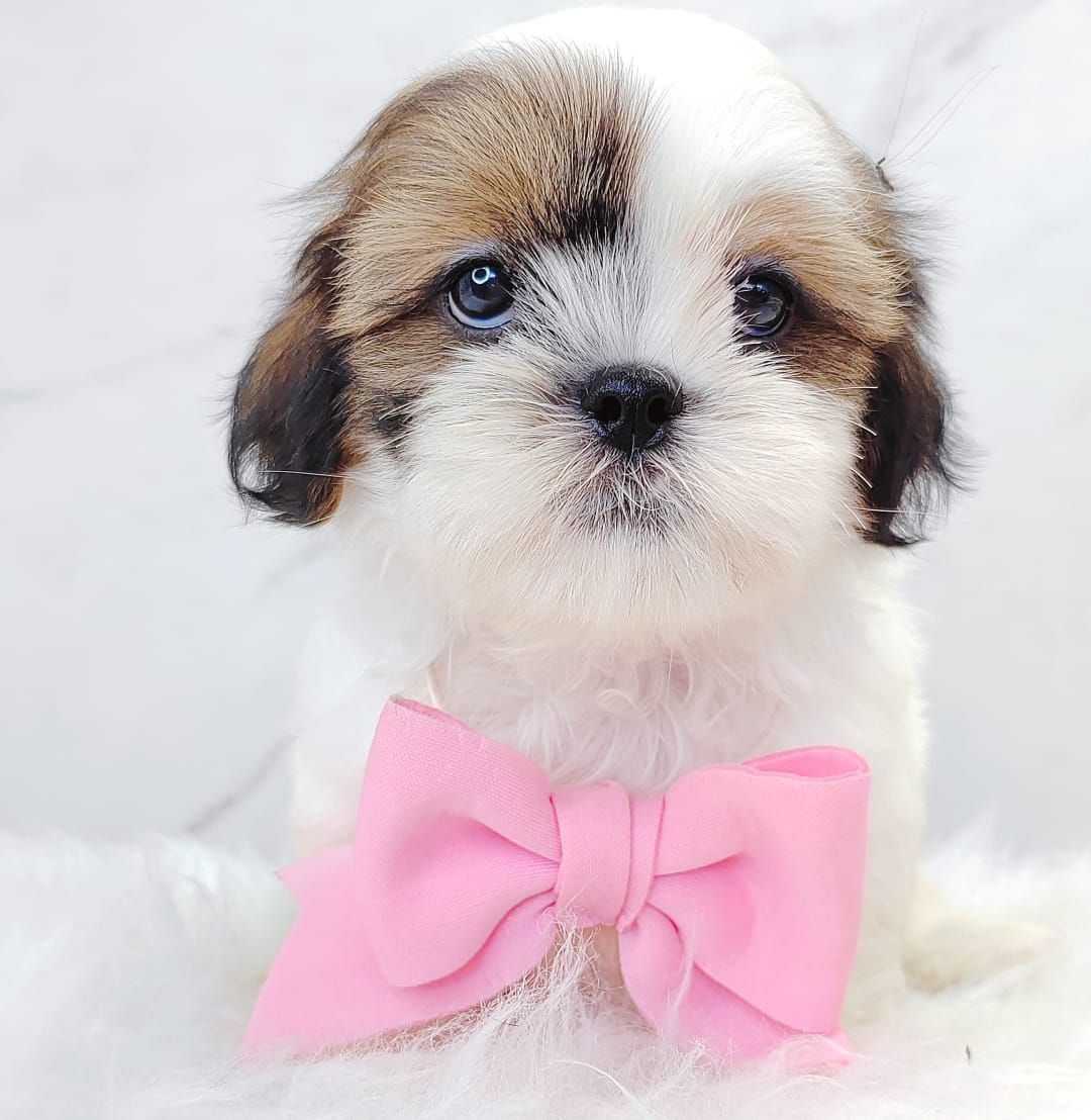 Shih Tzu 西施