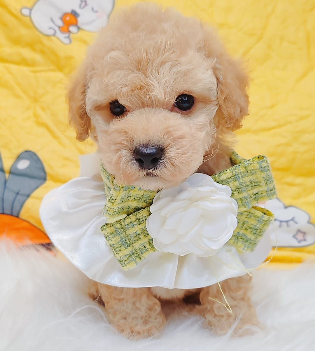 Maltipoo 马尔泰迪