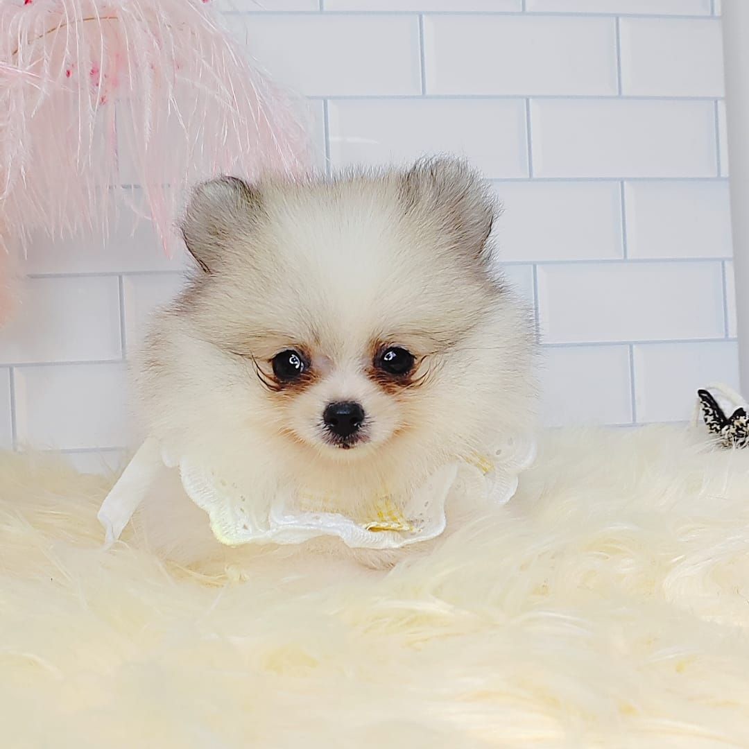 Pomeranian 博美