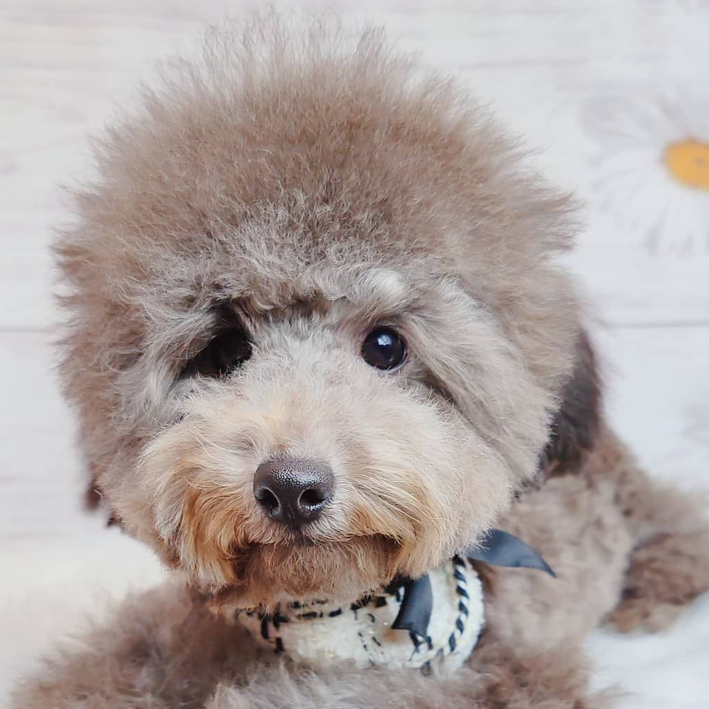 Poodle 娉拌开璐靛