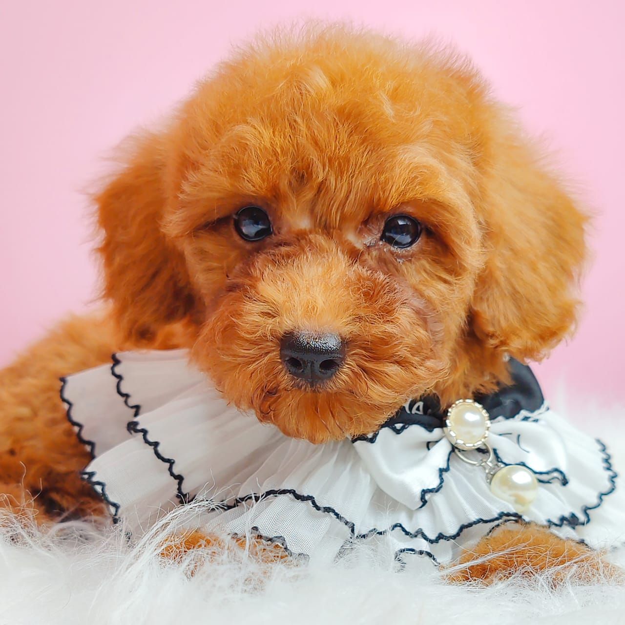 Poodle 娉拌开璐靛