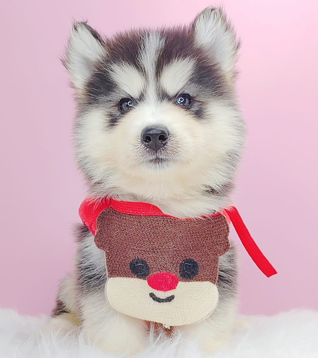 Pomsky 博士奇