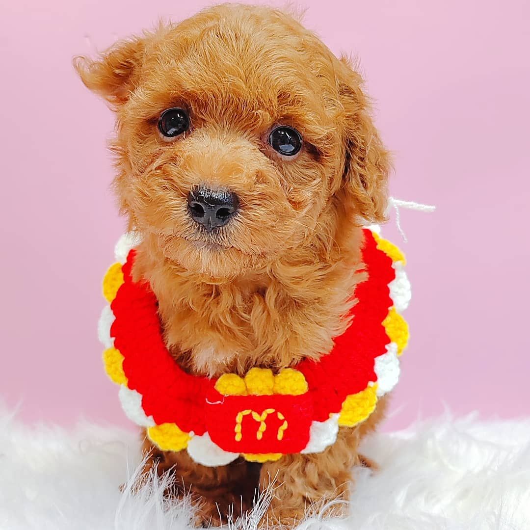 Poodle 璐靛娉拌开
