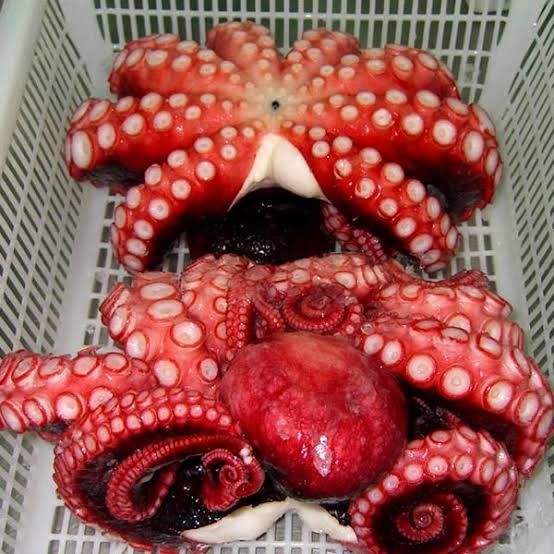 Frozen Big Octopus (Tako) Supplier Malaysia | Cheong Vege