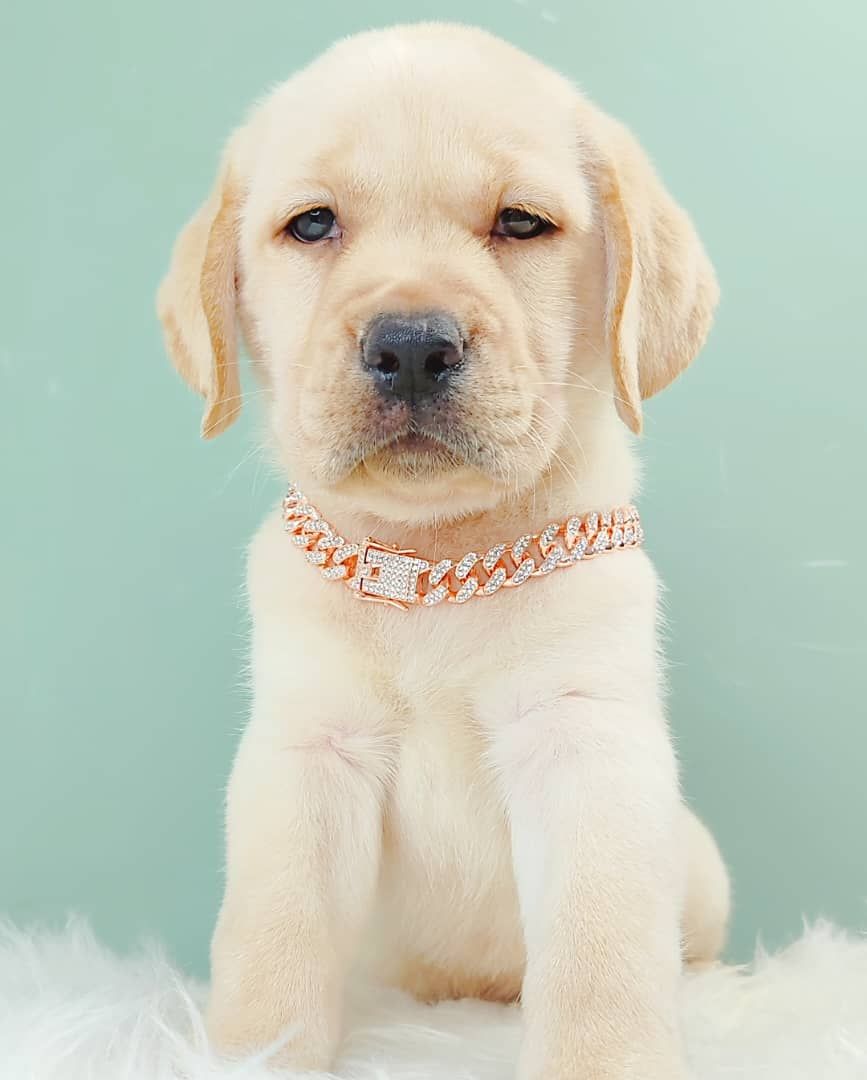 Labrador Retriever 拉布拉多