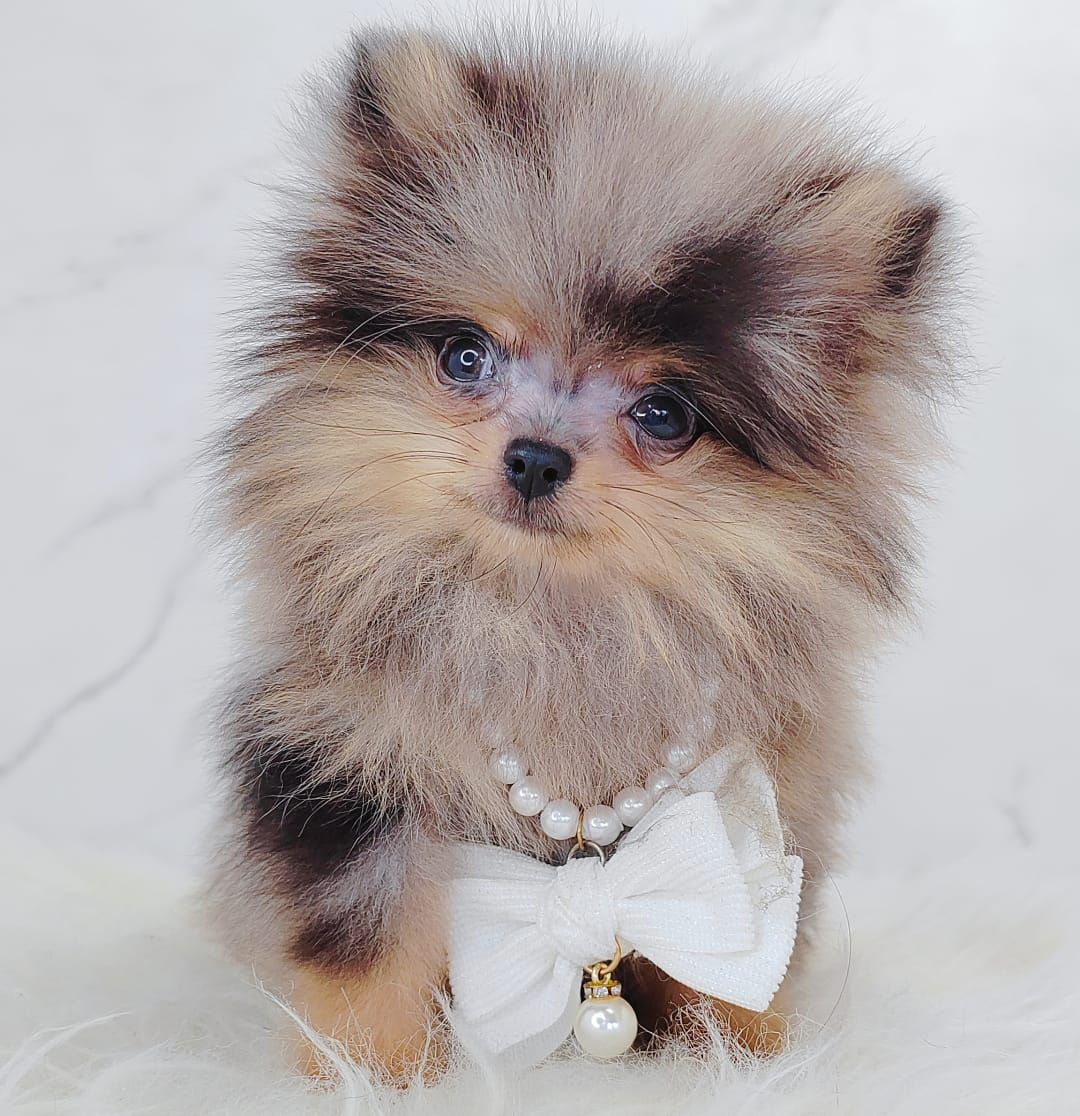 Pomeranian 博美