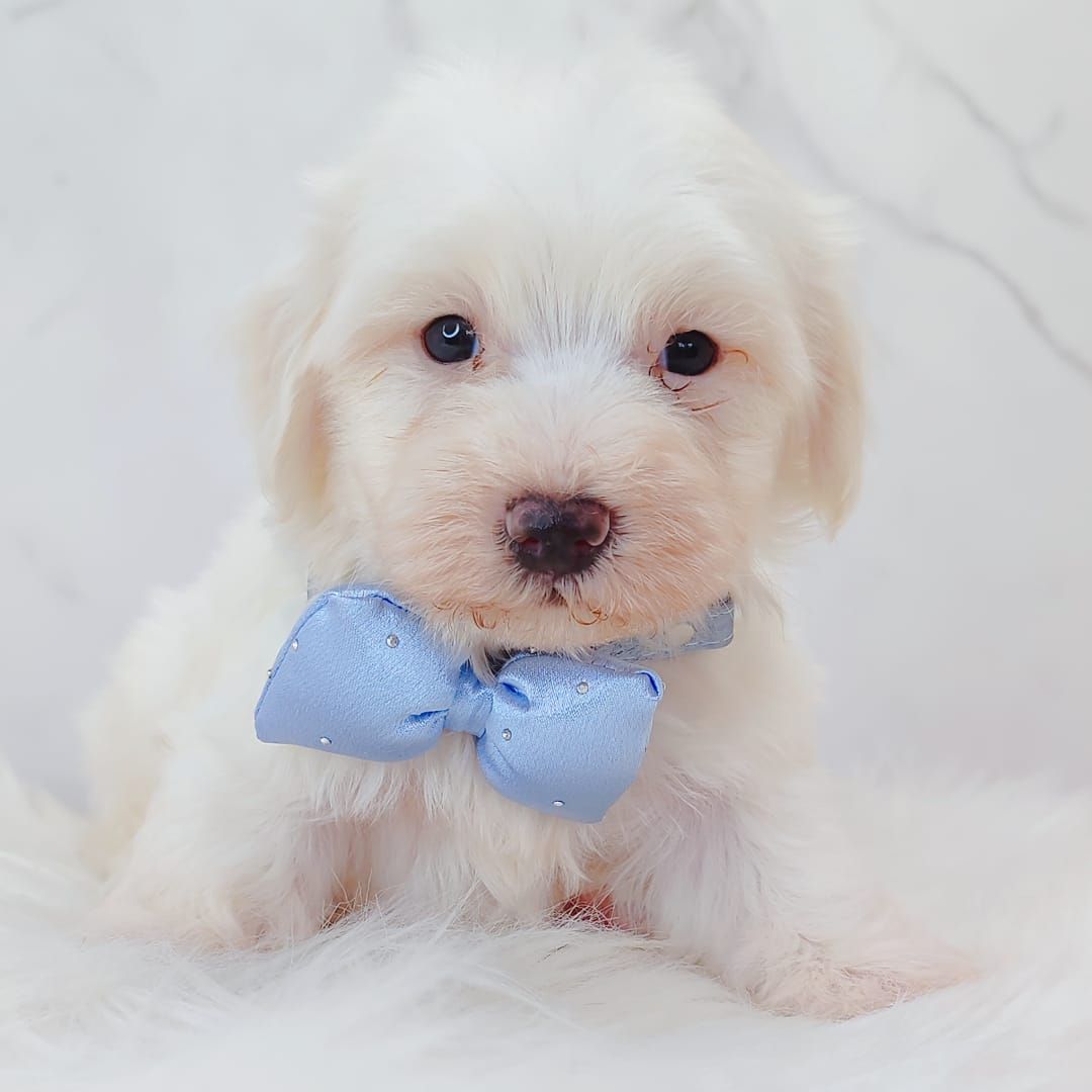 Maltipoo 马尔泰迪