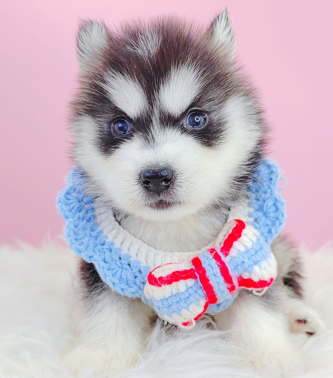 Pomsky 博士奇