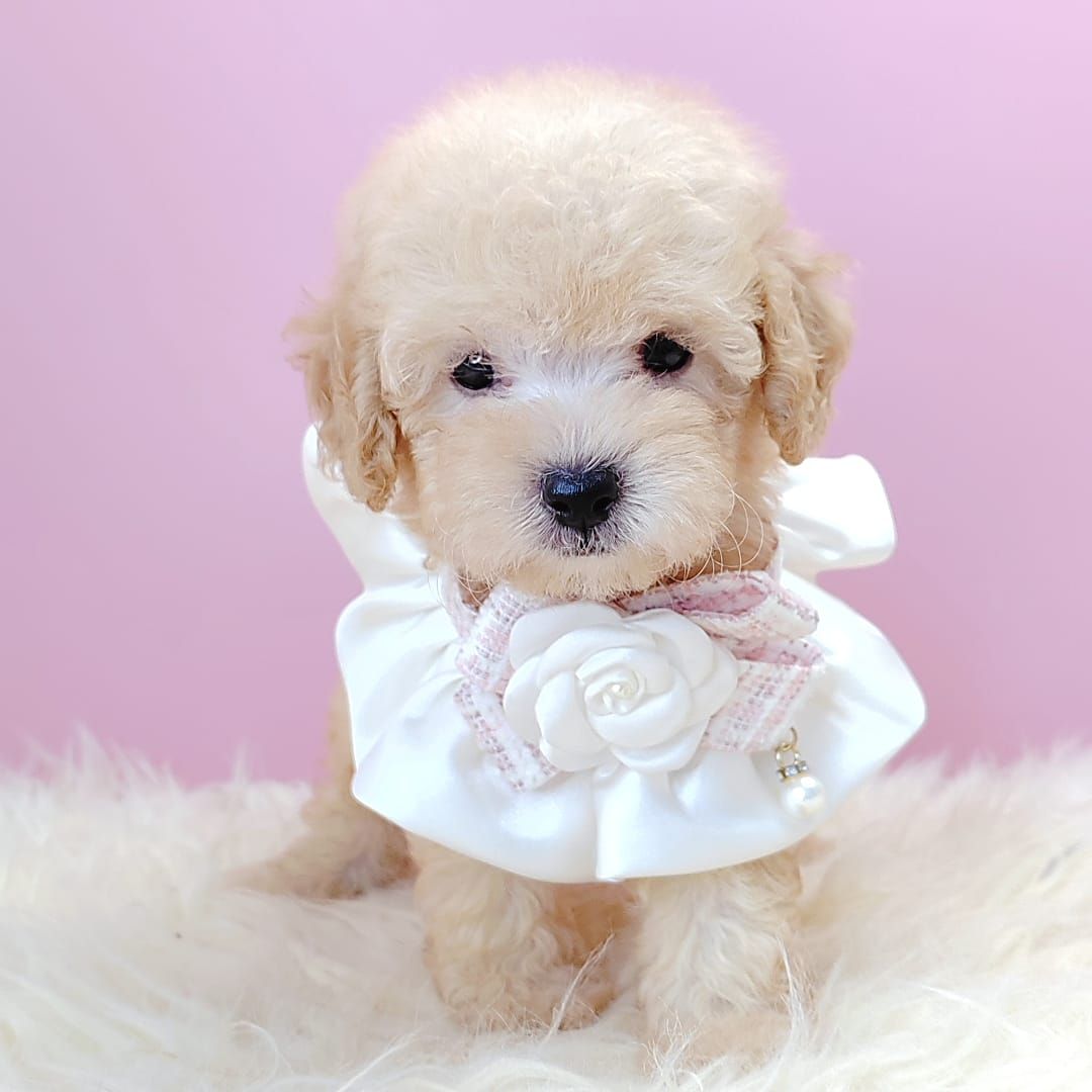Poodle 娉拌开璐靛