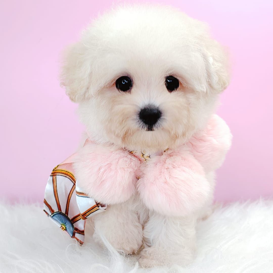 Bichonpoo 泰迪熊