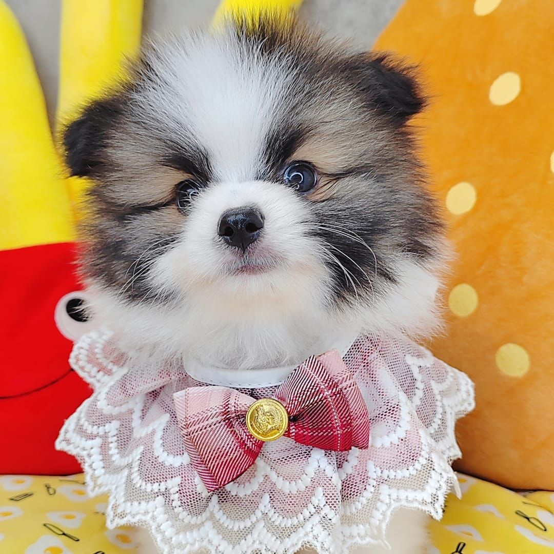 Pomeranian 博美
