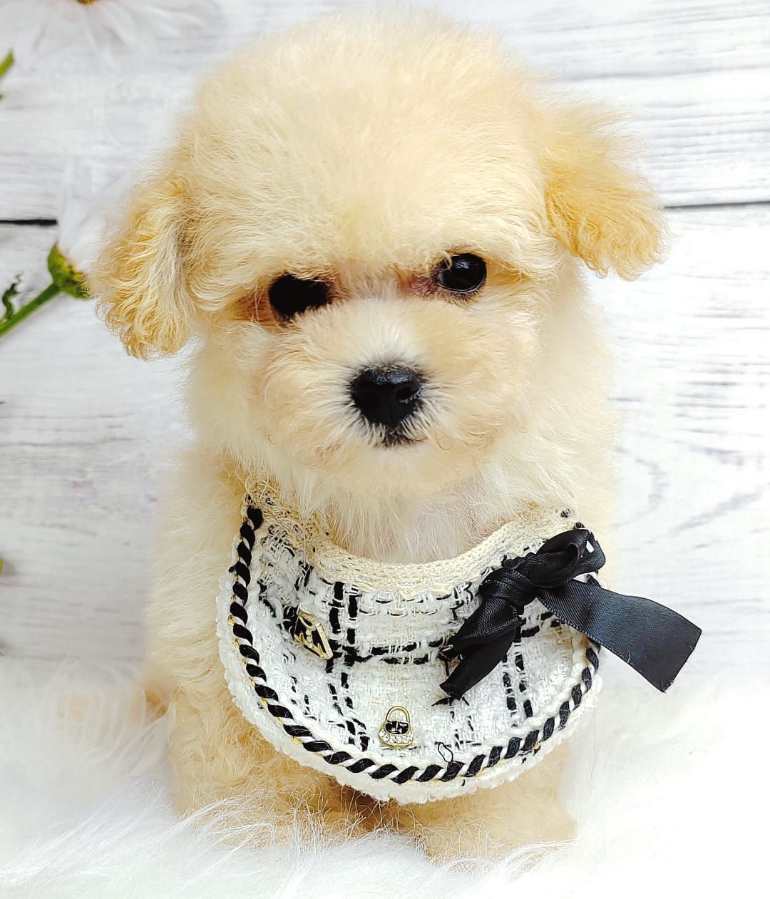 Poodle 娉拌开璐靛