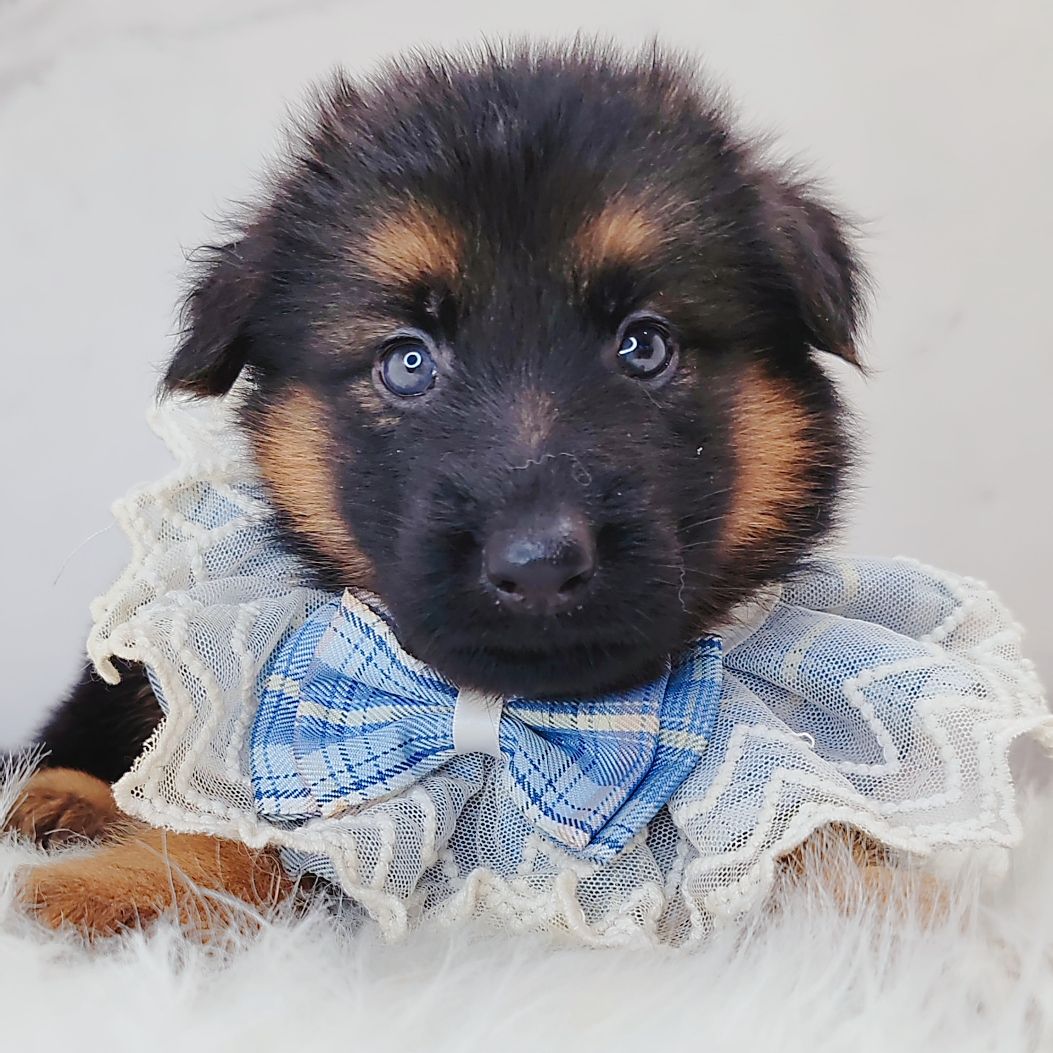 German Shepherd 德国牧羊犬