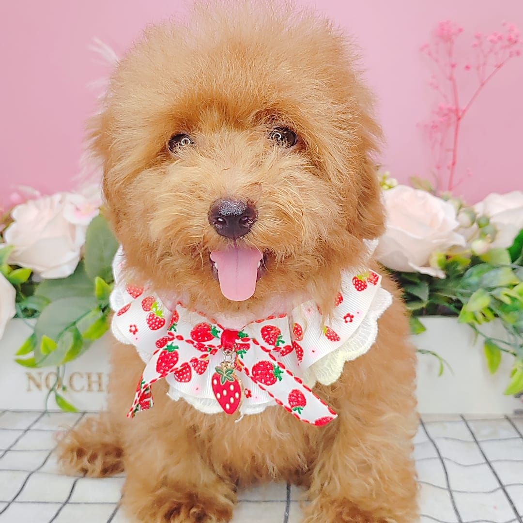 Poodle 娉拌开璐靛