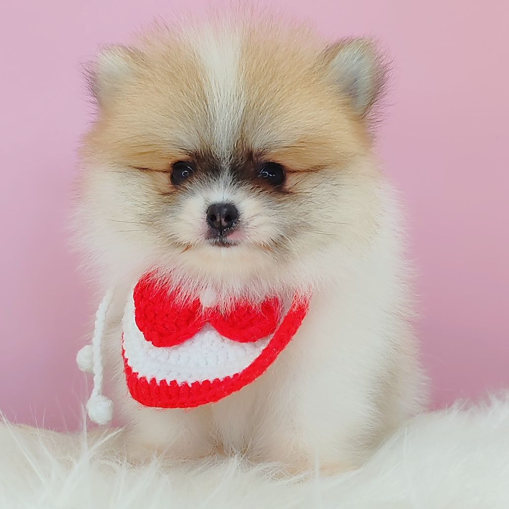 Pomeranian 博美