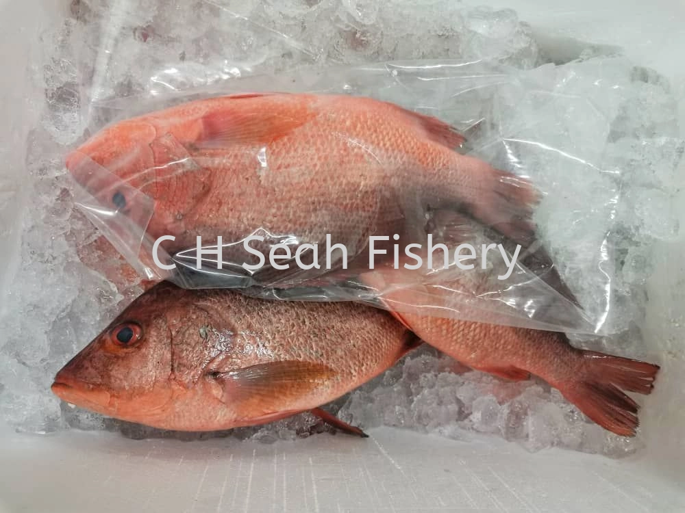 Fresh Red Snapper Fish Selangor, Malaysia, Kuala Lumpur (KL), Seri ...