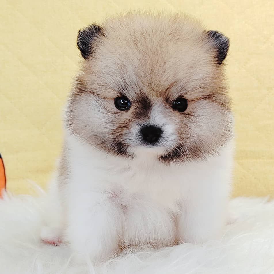 Pomeranian 博美