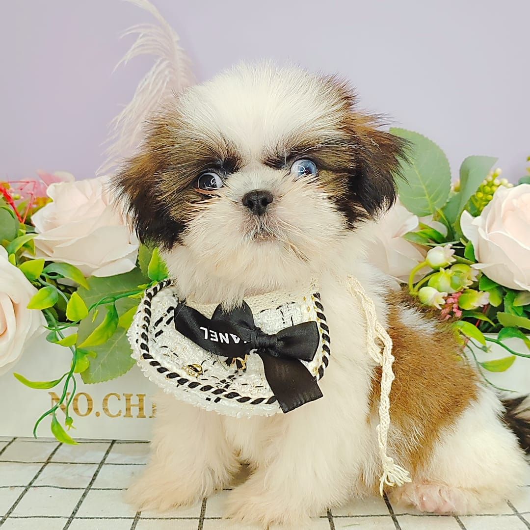 Shih Tzu 西施