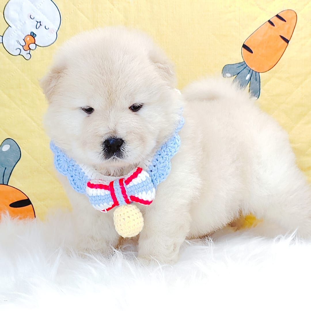 Chow Chow 松狮犬