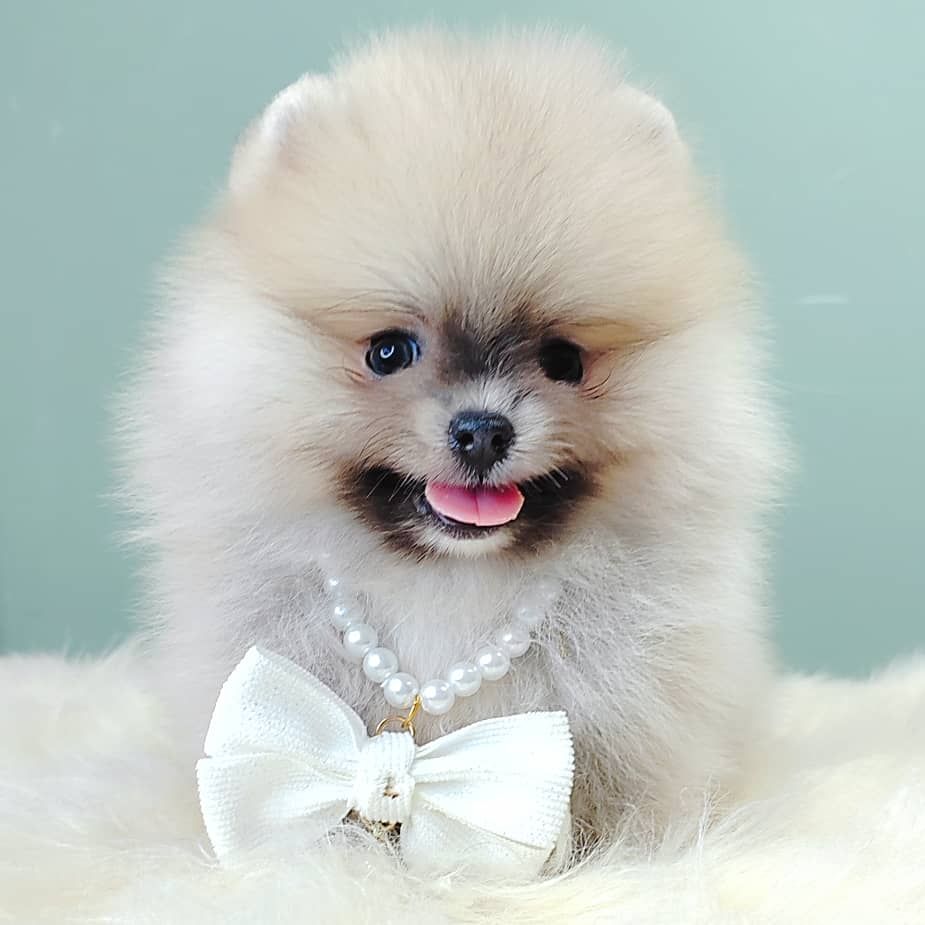 Pomeranian 博美