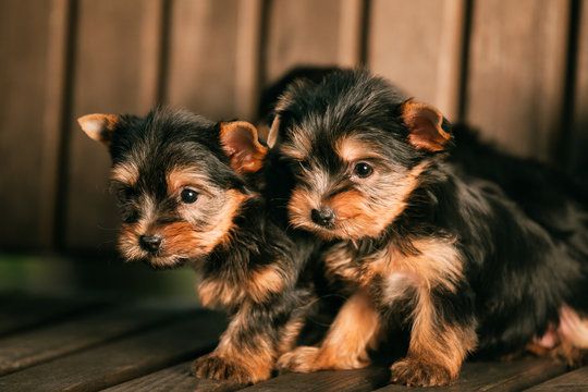Yorkshire Terrier 约克夏