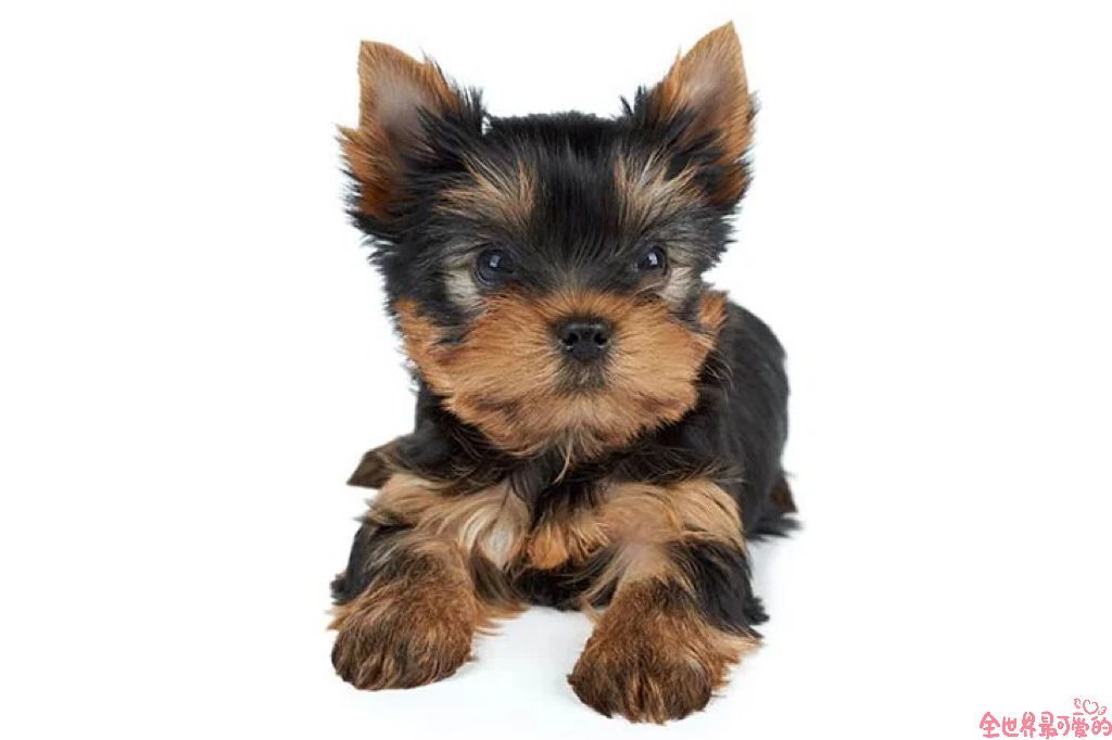 Yorkshire Terrier 约克夏