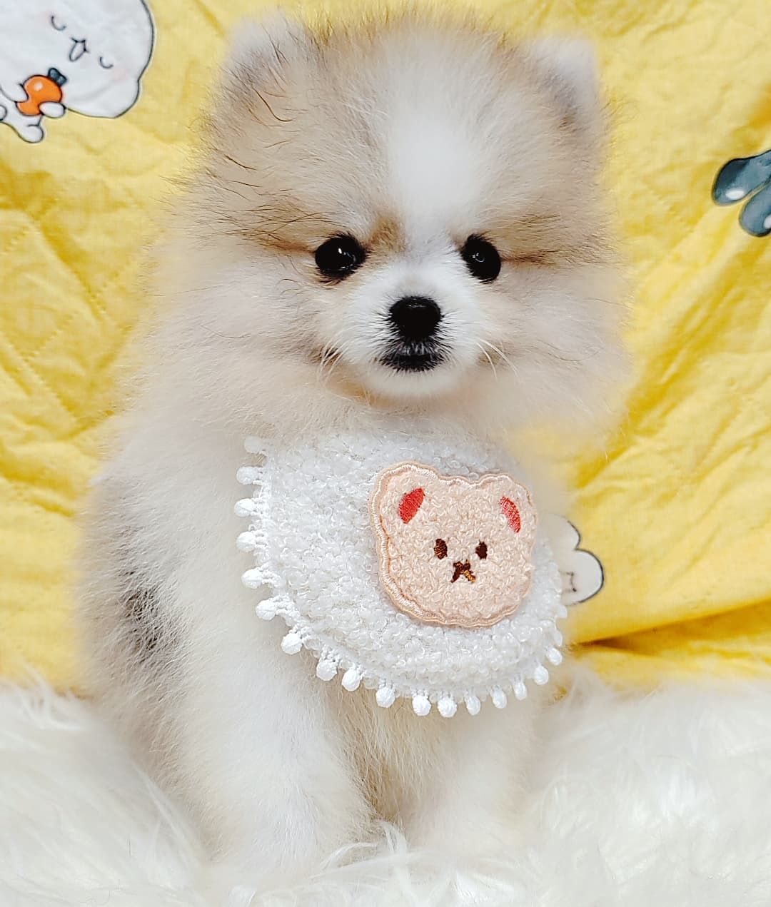 Pomeranian 博美