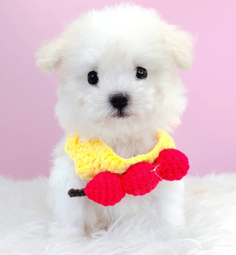 Maltipoo 马尔泰迪