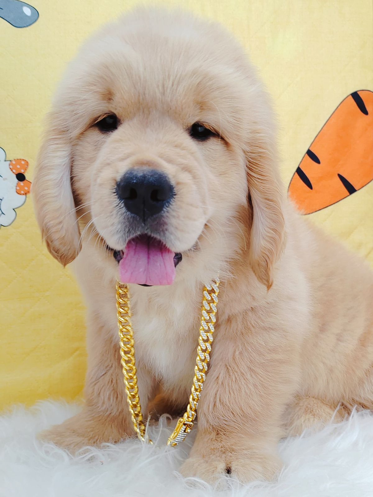 Golden Retriever 黄金猎犬