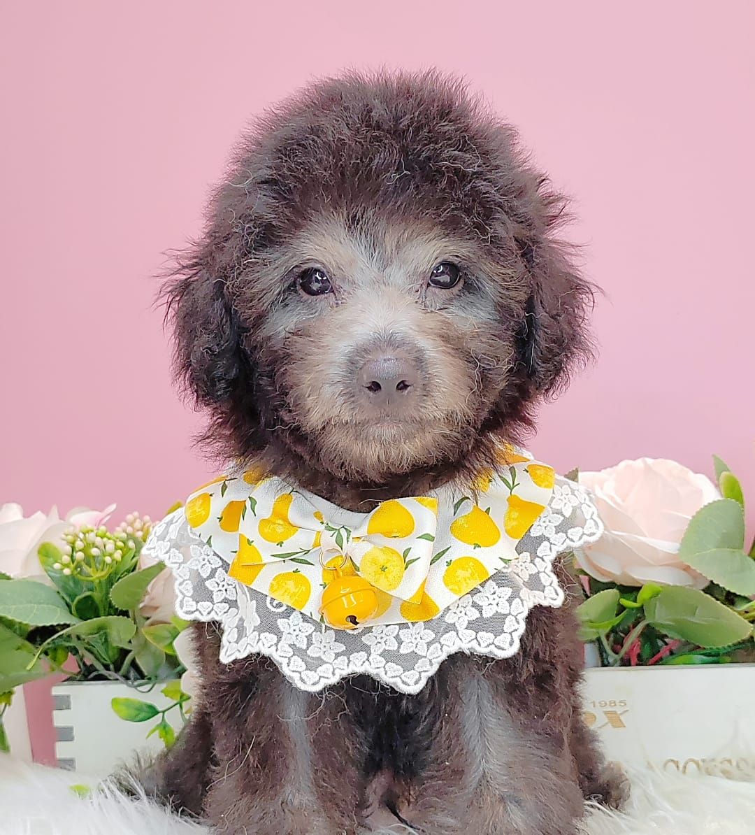 Poodle 娉拌开璐靛