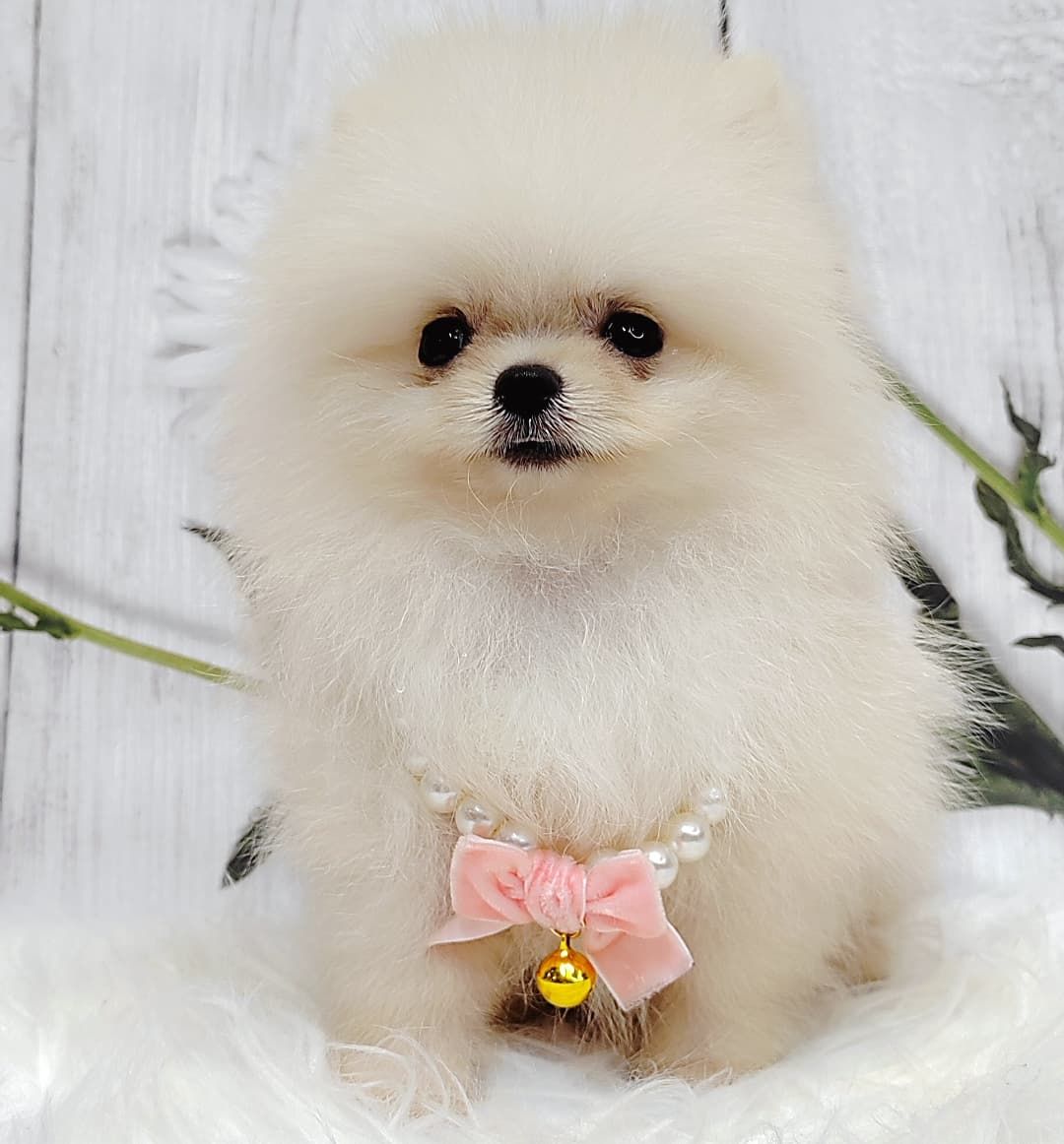 Pomeranian 博美