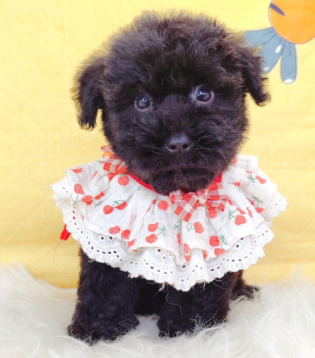 Poodle 娉拌开璐靛