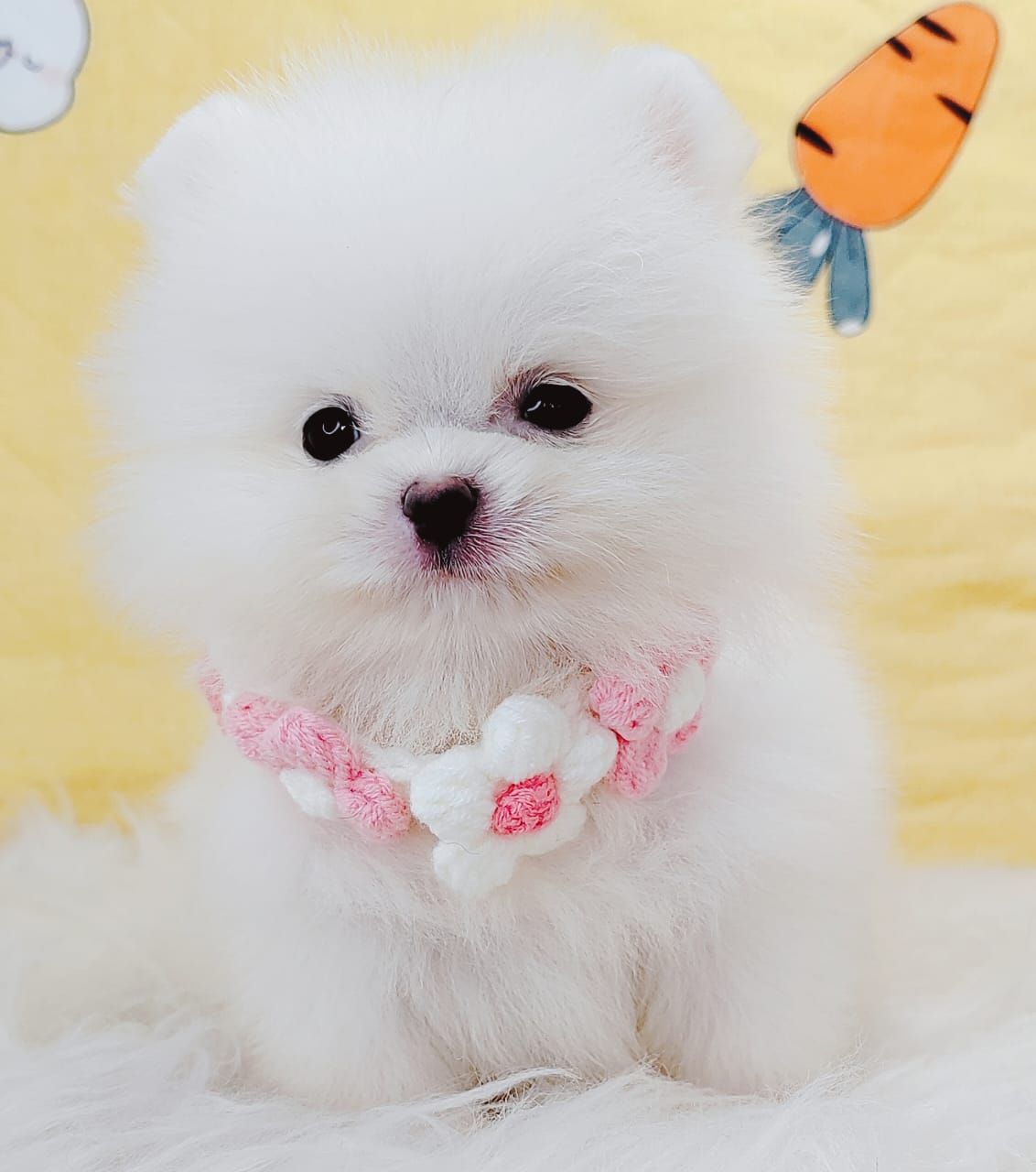 Pomeranian 博美